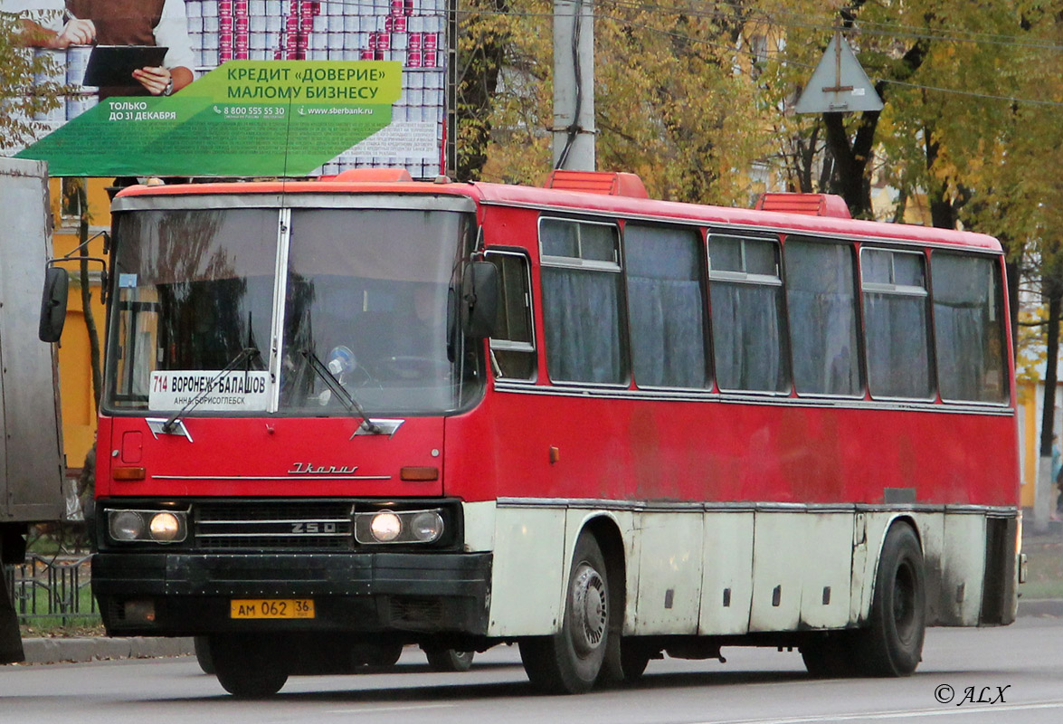 Воронежская область, Ikarus 250.59 № АМ 062 36