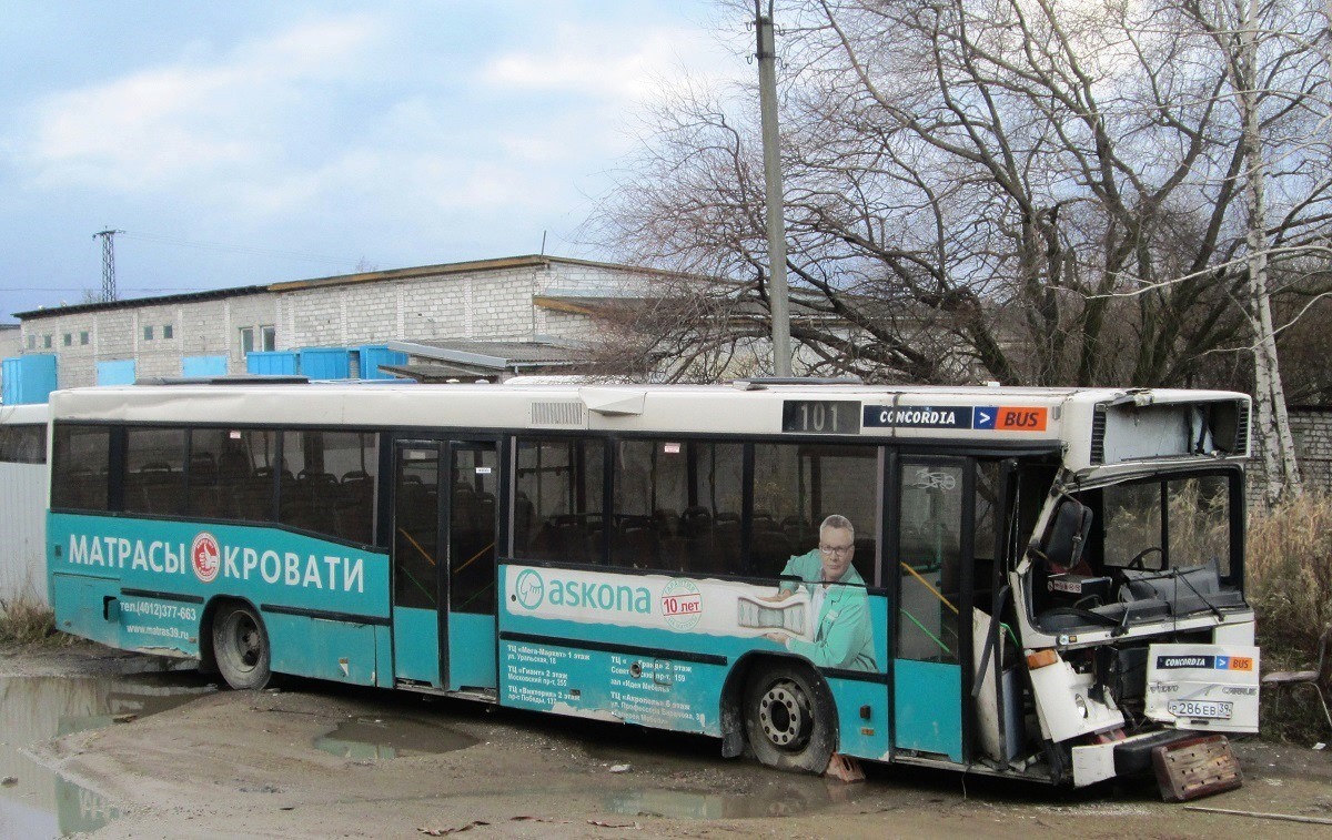 Калининградская область, Carrus K204 City M № Р 286 ЕВ 39