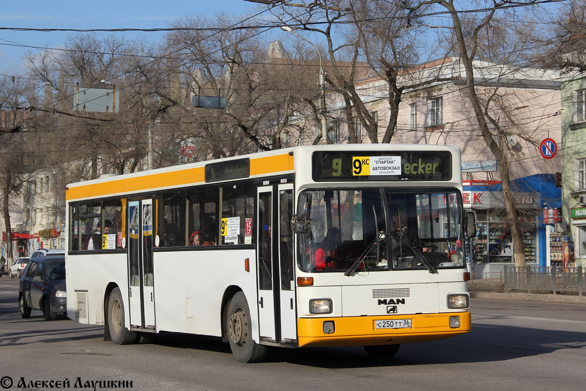 Воронежская область, MAN 791 SL202 № С 250 ТТ 36