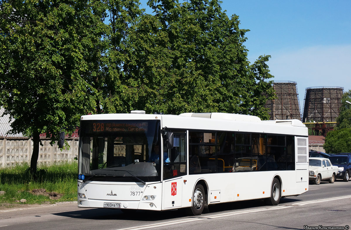 Санкт-Петербург, МАЗ-203.085 № 7877