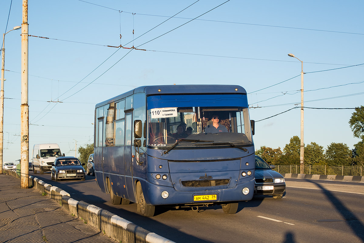 Калининградская область, МАЗ-256.270 № АМ 442 39