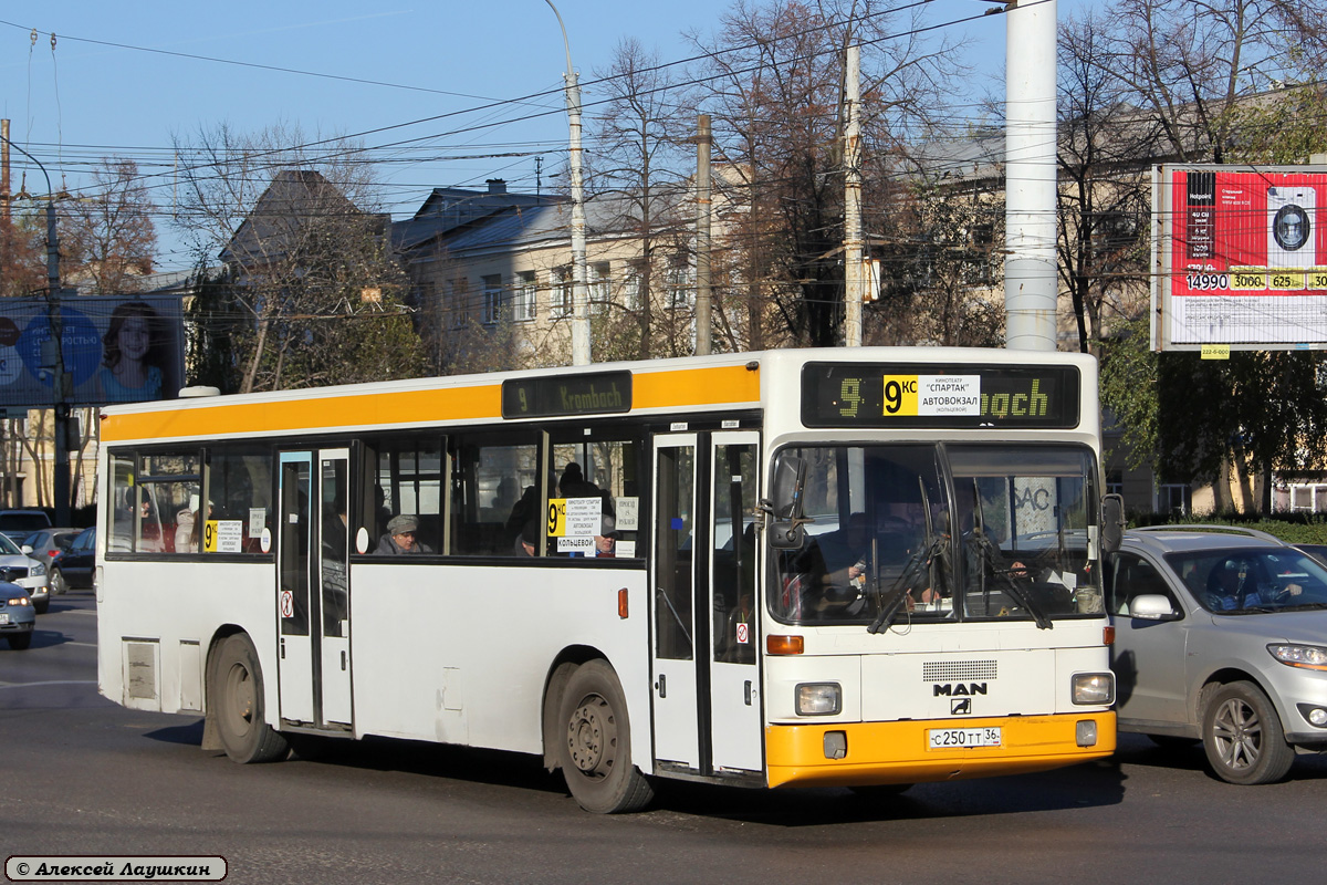 Воронежская область, MAN 791 SL202 № С 250 ТТ 36