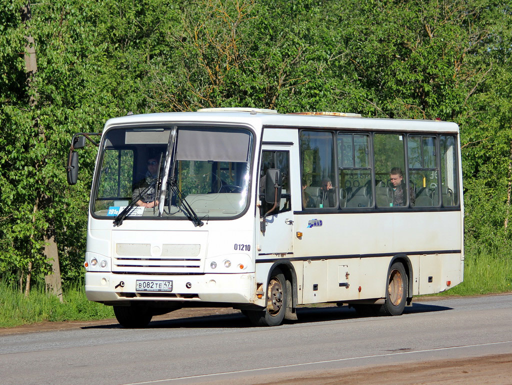 Ленинградская область, ПАЗ-320402-03 № 01210