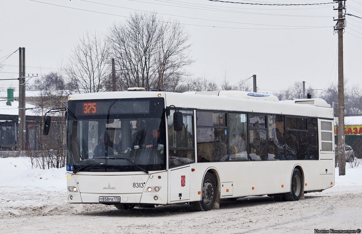 Санкт-Петербург, МАЗ-203.085 № 8313