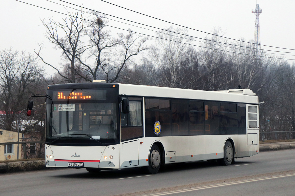 Калининградская область, МАЗ-203.069 № Р 850 УС 39