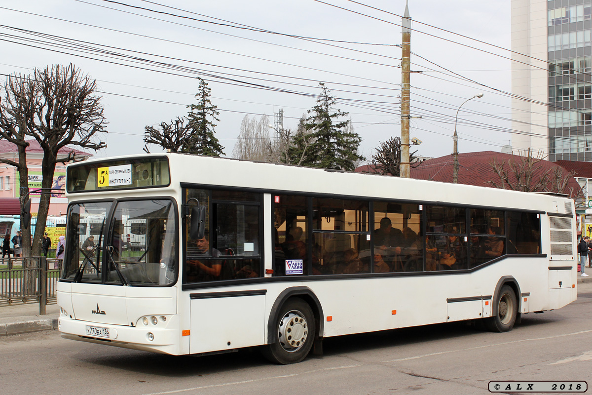 Воронежская область, МАЗ-103.569 № У 770 ВА 136