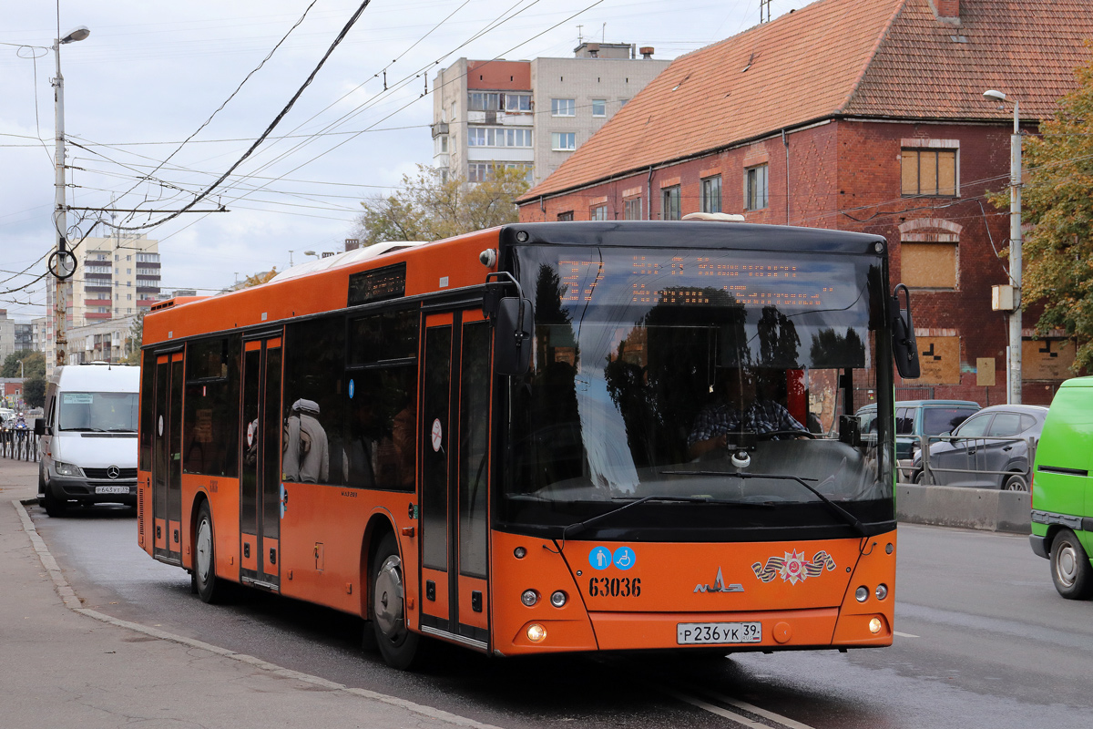 Калининградская область, МАЗ-203.085 № 63036