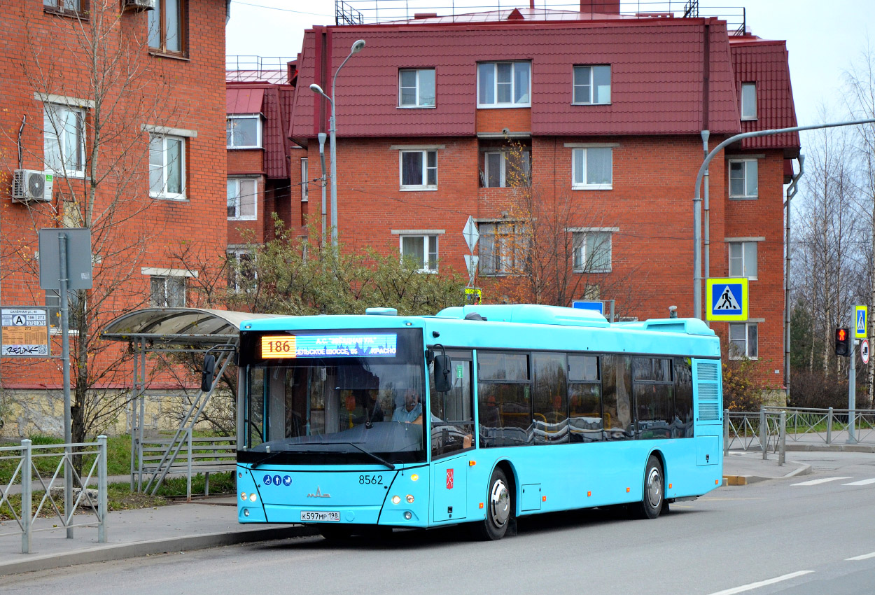 Санкт-Петербург, МАЗ-203.016 № 8562